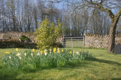 Picture of field with daffodils